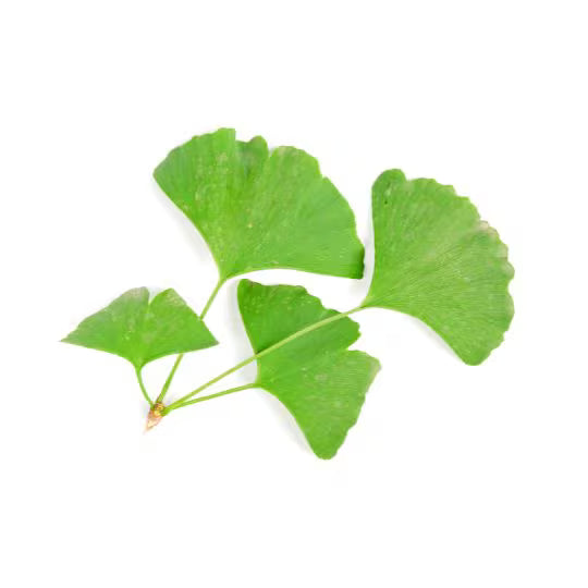 Ginkgo Biloba