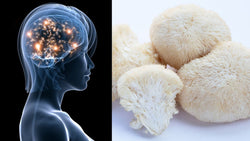Lion’s Mane: Das Superfood für Gehirn, Darm & Immunsystem - Yagcho DE