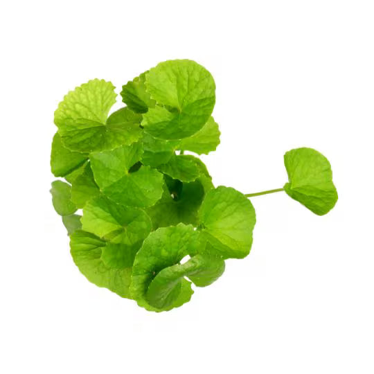 Gotu Kola