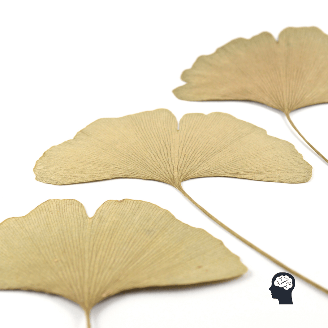 Ginkgo Biloba - yagcho