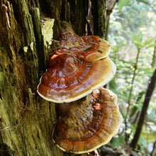 Lade das Bild in den Galerie-Viewer, Reishi - yagcho
